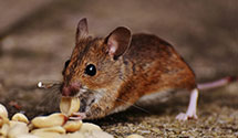 Find Exterminators in Noxubee County